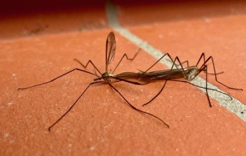 Réf. 352 032 : Tipula sp.